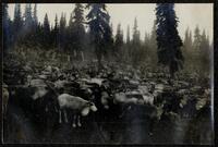 119. Round-up at Golovin, deer in the corral