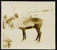 070. Henry [reindeer] - Kobuk herd