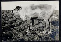 065. Sled deer, Shishmaref to Wales, No. 2