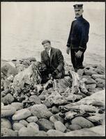 180. St Lawrence Island reindeer camp - Dr Neuman conducting some post-mortems