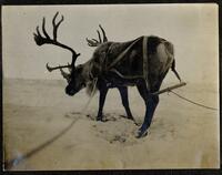 047. Sled deer, Selawik to Kobuk and return - A poor pose!