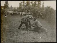 169. Round-up at Golovin in the corral - "Reading" an ear mark. Shows construction of corral.