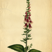 Digitalis purpurea L.