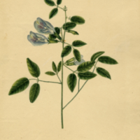 Clitoria mariana L.