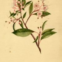 Kalmia floridana