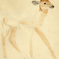 Fawn