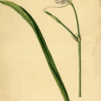 Crinum americanum L.