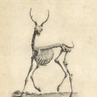 Elk skeleton