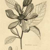 Magnolia acuminata. Plate. B. Tanner, sc.