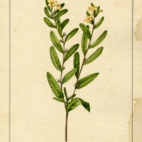 Lithospermum gmelini (Michx.)