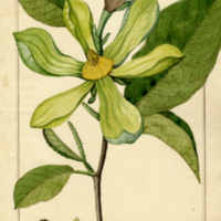 Magnolia acuminata.