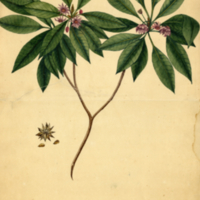 Semen Badian, seu, Anisum stellatum ant Illicium Floridanum De copia Originali Bernardi Romans, del. 1773