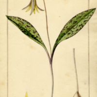 Erythronium americanum