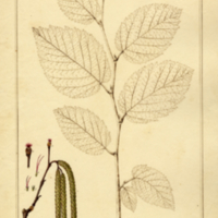 Corylus rostrata (Ait.).