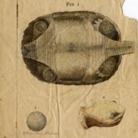 Gopherus polyphemus