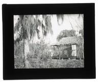 Lantern Slide #065: House of Palmetto, near Golden Meadow, La.