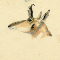 Pronghorn Antelope (head).