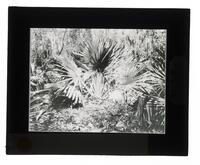 Lantern Slide #069: Vegetation