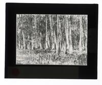 Lantern Slide #081: Forest