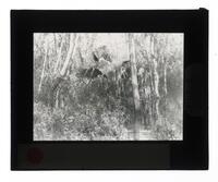 Lantern Slide #090: Vegetation