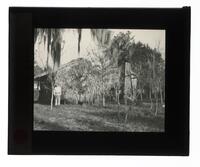 Lantern Slide #100: Man outside palmetto house