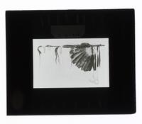 Lantern Slide #186: Ceremonial pipe (calumet) with feathers