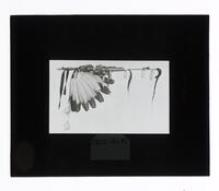 Lantern Slide #211: Ceremonial pipe (calumet) with feathers