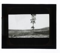 Lantern Slide #243: Landscape