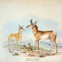 Pronghorn Antelope, Antilocapra americana.