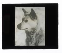 Lantern Slide #326: Dog