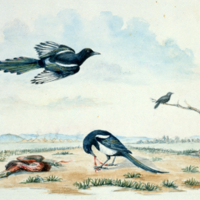 Corvus pica (magpie)