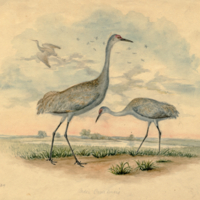 Sandhill Crane