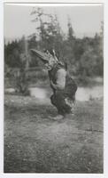 10: Unidentified Nuu-chah-nulth man, demonstrating mask, Port Alberni, circa 1910s