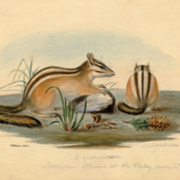 Chipmunks (Sciurus quadrativitattus)