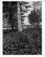 A151: After-birth hung up in tree, Little Grand Rapids, Manitoba, circa 1930s