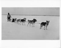 A042: Hudson's Bay Company dog train, Berens River, Manitoba, circa 1930-1931