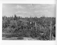 A332: Two Ojibwe men at ceremonial grounds for Dream Drum, Pikangikum, Ontario, 1940