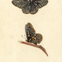 Phaeton (two butterflies).