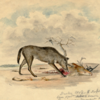 Wolf devouring deer head.