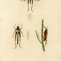 Insects, Plate no. 5.