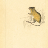 Meadow Jumping Mouse.