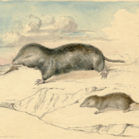 Brewer's mole & vole.