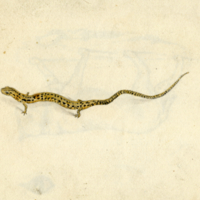 Salamander