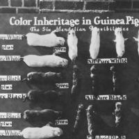 Board showing color inheritance in guinea pigs.