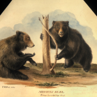 Missouri bear, Ursus horribilis Ord.