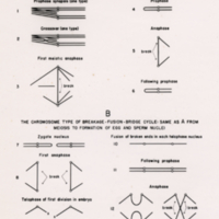 Diagram of chromosome breakage.