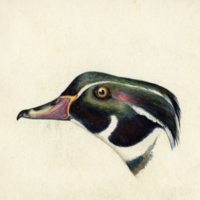 Wood Duck (head) "Engineer Cant"