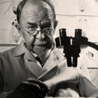 Thomas Hunt Morgan seated in front of microscope in laboratory.