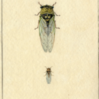 Insects