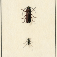 Insects